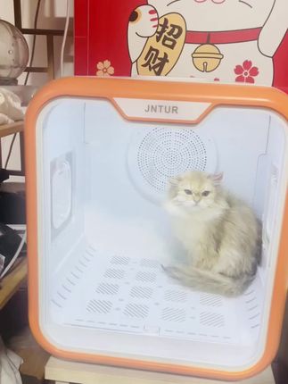 #这也太萌太可爱了吧 #猫咪洗澡乖乖的 @DOU+上热门 @这款烘干箱实用 吹小猫2030分钟 大猫40-50分钟吹干透 不用电吹风啦
