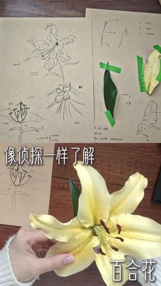 #植物#自然#花@DOU+小助手 在视频中讲述了百合花的花瓣,雄花和雌花
