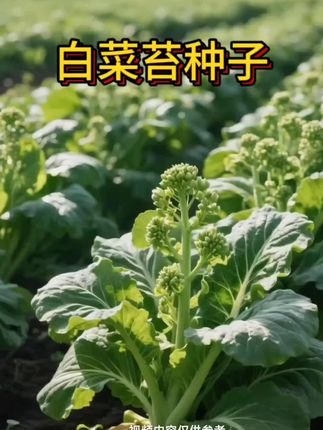 白菜苔种子 #白菜苔种子#优质农产品 #抖音助农#三农#三农种植