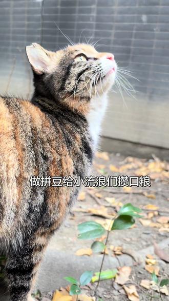 做拼豆给小流浪们攒口粮
手作拼豆小物件上线✨
✨ 每一颗拼豆,都是给小流浪的一份温暖✨
这里的拼豆挂件,每一分都将变成流浪小猫咪的猫粮!
既拥有了可爱的手作,又能当“云铲屎官”,这波稳赚不亏!
快来把你的小宝贝和爱心一起带回家~❤️❤️#流浪猫救助 #流浪猫TNR #投喂流浪猫 #拼豆