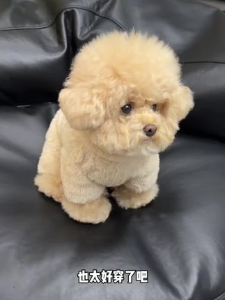 马上又要降温了,这种保暖又好穿的四脚绒绒衣给毛孩子安排上#萌宠好物 #宠物衣服 #狗狗衣服 #保暖又好看 #双11星选好物