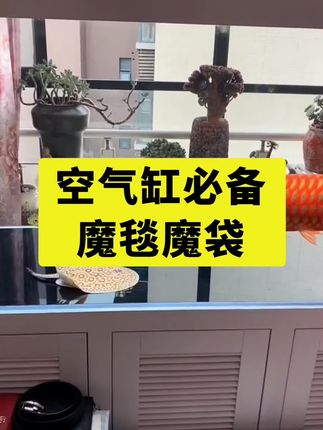 空气缸选他没错 想要空气缸吗,物理过滤要做好,首层过滤我选魔毯魔袋 #养鱼日志 #魔毯魔袋 #水族用品 #防溢流魔袋