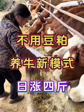 #科学养牛 #养牛致富 #三农养牛人 #养牛小妙招 #育肥牛