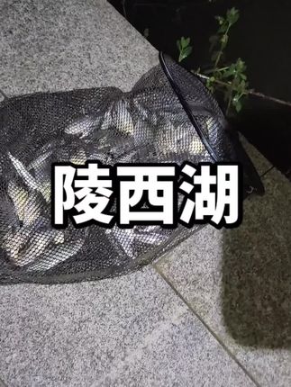 #钓鱼 #钓鱼的乐趣只有钓鱼人懂 #钓鱼人就是这么疯狂 #野河野钓 #鱼获