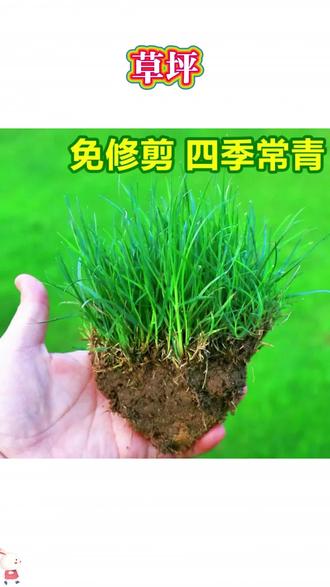 想要院子好看又耐热的草籽,那就试试这个四季常青护坡草籽吧!它不仅耐热耐旱,而且四季常青,不管是南方还是北方都能种植,撒下去不用怎么打理就能长成一片绿油油的草坪,特别适合家庭庭院、小区护坡绿化带、公园草地用,喜欢的朋友赶紧点击下方购买吧!#草坪 #草籽 #护坡植草 #草坪草皮 #草地