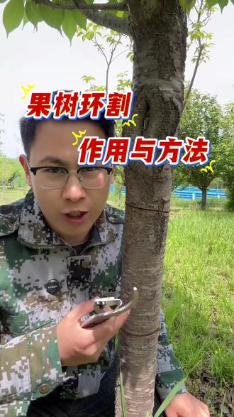 果树环割的作用和方法#果树种植 #李子种植 #李子病虫害 #种李子 #果园管理