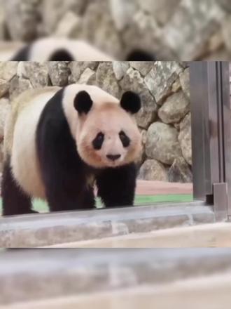 良浜带着宝贝们回家了#日本 #大熊猫#良浜