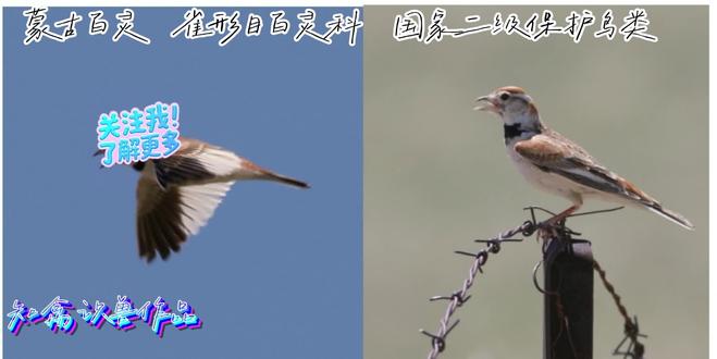 有多种鸣声的小希望以后#程序员科普 #蒙古百灵#国家地级保护鸟类@抖音小助手