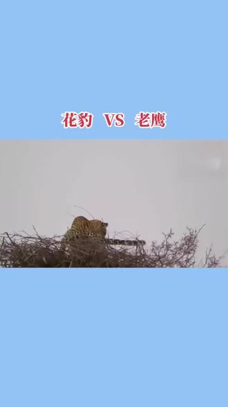 花豹 VS 老鹰
#美国