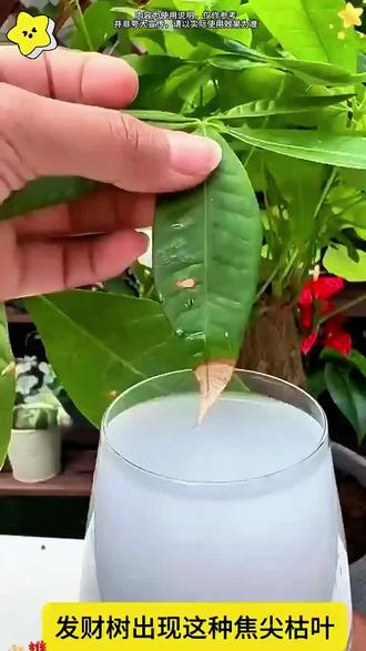 #创作者中心 #创作灵感 发财树黄叶掉叶不生长,还烂根不长新芽怎么办?发财树养护#养护小知识#花卉绿植#爱生活爱养花