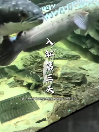 物竞天择 适者生存! 刀疤锂圆滑了?实则开始藏锋了!#刀疤鲤 #鲤鱼跃龙门 #动物成精 #暖心阿哲 #青年创作者成长计划