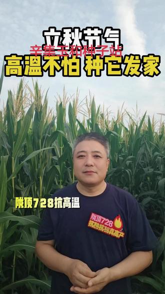 #陇顶728 #陇顶728真实表现 #陇顶728增产在山东