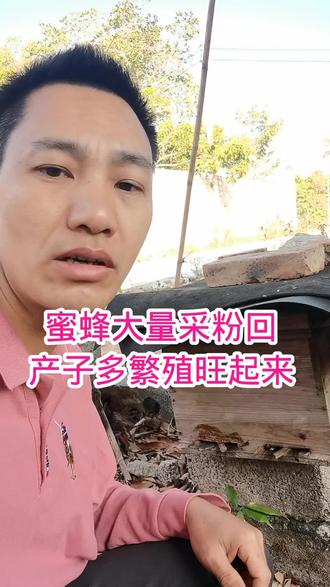 春暖花开蜜蜂大量产子繁殖,适当加框做好保暖,备战打荔枝花蜜哦#养蜂日记 #中蜂养殖 #养蜂技术 #抖音助农扶农 #诱蜂养蜂