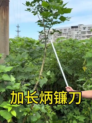 农用工具锰钢镰刀割草刀弯刀多功能柄加长长刀农具割草除草刀锋利#锰钢镰刀#割草刀#弯刀#除草刀#农用工具