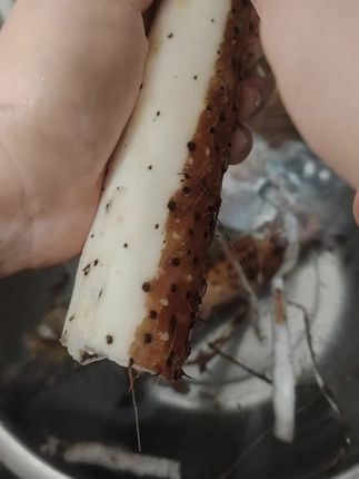 #好食材 #怀山
