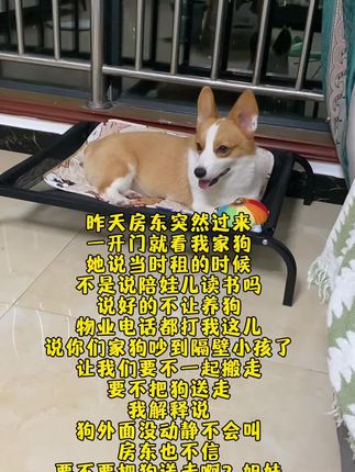 狗狗真的很温顺,搬来半个月,已经和小区好多毛孩子处成了朋友#萌宠好物#柯基#科学养宠攻略#新手养狗#狗狗行军床