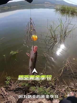 #路亚 #路亚钓鱼 #名洋路亚飞旋亮片