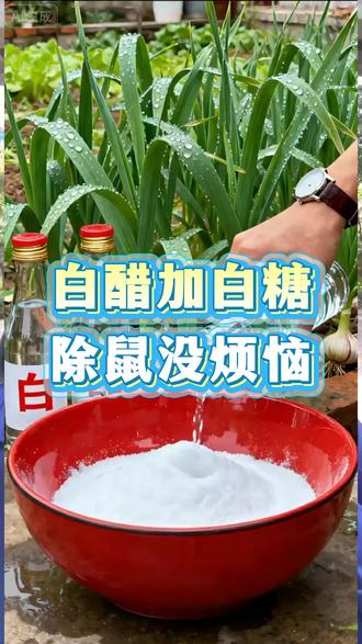 白醋加白糖,除鼠没烦恼#老鼠#老鼠药#驱鼠#灭鼠#灭鼠方法