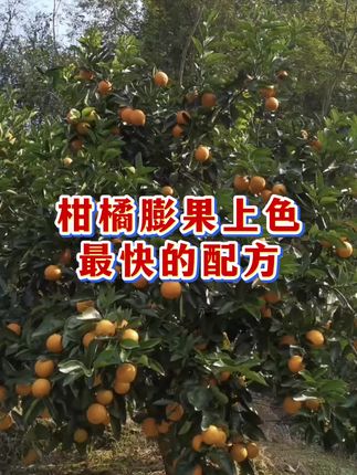 柑橘膨果上色,最快的配方#柑橘种植