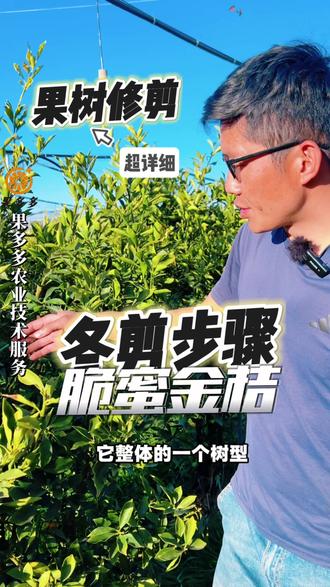 脆蜜金桔如何科学修剪,来年才能产值再上一个台阶!#脆蜜金桔#果多多农业#果园管理
