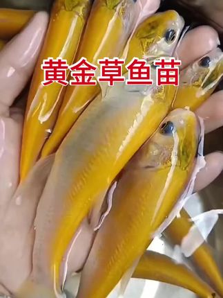 正宗的俄罗斯金丝草鱼苗,跟普通草鱼一样专吃青草,浮萍,藻类!可长几十斤大,肉质细嫩 #金丝草鱼苗 #鱼 #水产养殖#三农 #新农人计划