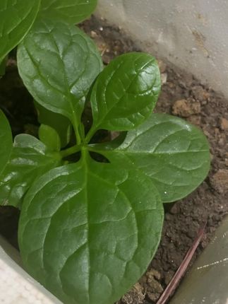 木耳菜是我种得比较好的菜🤣#木耳菜 #阳台盆栽 #种菜