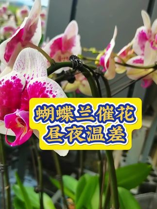 蝴蝶兰#蝴蝶兰养护 #蝴蝶兰花箭 #蝴蝶兰催花 #蝴蝶兰养护技巧#绿植