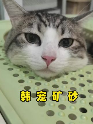 新手养猫好物#猫砂测评 #猫砂推荐
