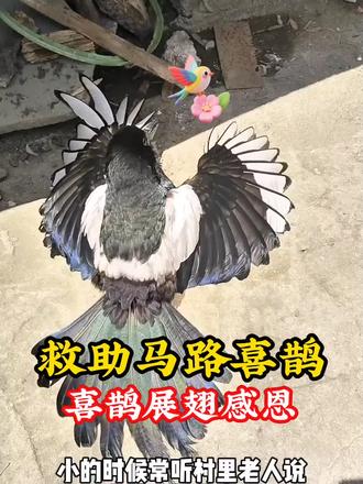 小哥救助喜鹊,喜鹊展翅感恩 #喜鹊 #世界万物皆有灵性 #动物救助 #动物的迷惑行为 #神奇动物在抖音