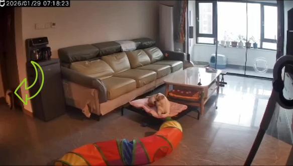 #上热搜 #萌宠日常记录 只要你醒了,你的猫就不会放过你了