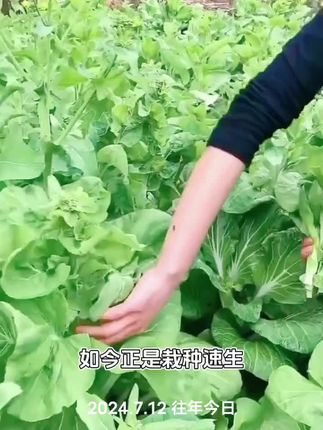 白菜苔种子#在家种菜 #下饭菜#三农 #我的乡村生活