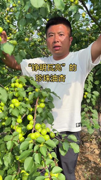 珍珠油杏 山东地区五月底六月初成熟,均果30克左右,含糖20左右,杏仁也是甜的#珍珠油杏 #珍珠油杏树苗 #杏树苗基地 #杏树苗新品种 #热门
