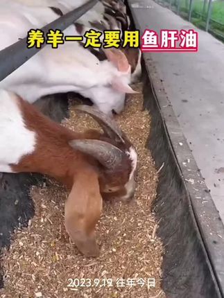 #牛羊养殖