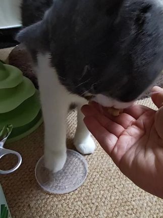 #家有萌宠 #云杉排毛冻干 #金医卫 #金医卫云杉排毛冻干