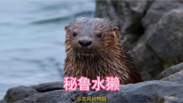 第33集| 秘鲁水獭不怕强风巨浪,唯独冰冷的海水最伤脑筋#动物精彩瞬间 #创作者中心 #创作灵感 #神奇动物在抖音 #动物世界