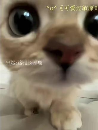 这是长颈鹿🦒~#可爱过敏原 #乐知时 #宋煜乐知时 #宋煜
