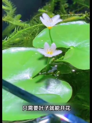 水中花园,一叶莲净化水质🌿💦 无论是养鱼还是养龟,它都是你的不二选择!#水培植物 #一叶莲 #水草 #养鱼养心 #浮萍