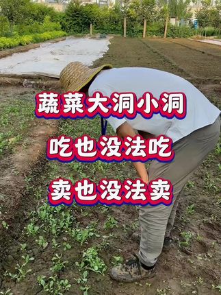 #防治地下害虫 #农业种植 #防虫小妙招 #种植小技巧 #分享农业知识帮农民增产增收