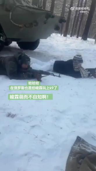 静林也是在俄罗斯玩上真的k9了
(视频来源k9大叔的分享)#贺峻霖 #贺峻霖宝宝专属的禾岚玹#俄罗斯