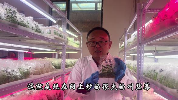 潞硕丰草莓脱毒苗是怎么培育的?