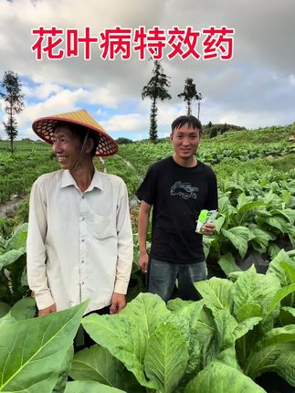#慧满凤