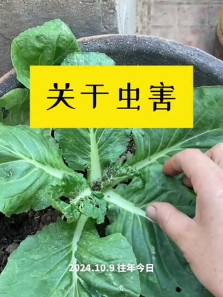 两款虫虫净都很好用,有虫了喷点可以拦头,低毒有效#家庭种植 #虫害