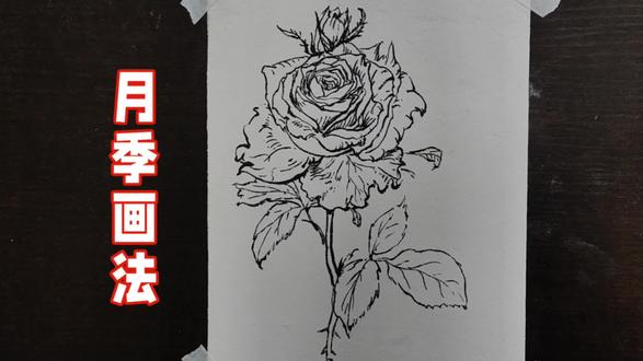 月季花线描绘画步骤#绘画#手绘#画画#速写