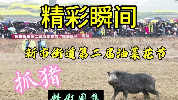 3月14日,新市街道第二届油菜花节,趣味抓猪游戏嗨翻全场!蒙蒙细雨、天气微凉,挡不住观众的热情,现场笑声不断、精彩不停。最先抓到的不一定是抓猪王,过程才最过瘾,这才是乡村最真实的欢乐!##新市街道油菜花节
#乡村抓猪
#抓猪王
#雨中欢乐多
#农村生活真热闹
