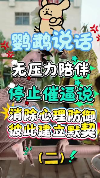 改善灰鹦鹉当面不说话,第一步千万别做错!#非洲灰鹦鹉训练 #灰鹦鹉学说话 #养鸟日常#中大型鹦鹉#新手养鸟