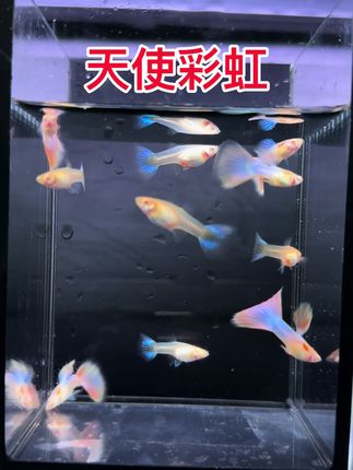#今日分享 #观赏鱼世界 #轻松养鱼 养鱼就是养心