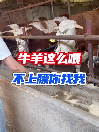 #养殖户 #养牛人 #养羊人 #牛羊催肥增重