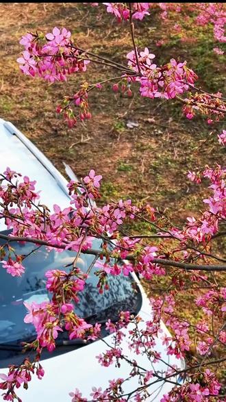 美女美女,你们想拍照打卡的七彩樱花谷樱花开了,初六就正式迎客了,9.9的单人票随便耍还免费停车。#樱花#凌云山七彩樱花谷#南充春节踏青赏花#南充春节去哪儿玩#南充春节周边游