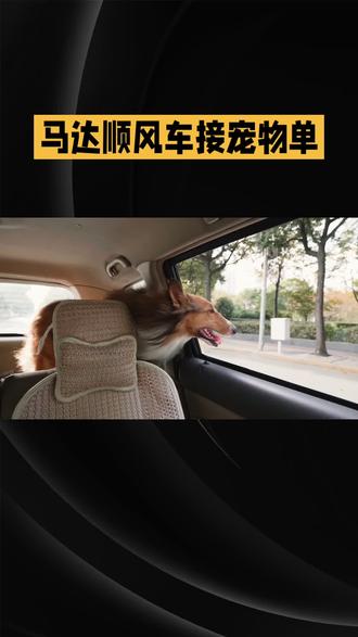 春节带宠返乡单爆火!顺风车司机这样接,干净又赚得多#顺风车#跑顺风车时乘客带宠物