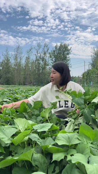 朋友们,你们心心念念的四川头茬苕尖终于来了,看一看,这就是刚刚从地里采摘回来的红苕尖。朋友们,咱们家的红薯尖都是这样的品质,给大家看一下,像这样一根根掐下来,再拿去打包发货,今天刚摘的新鲜的红薯尖,要吃的赶紧来抢购,这个季节的红薯尖特别嫩。